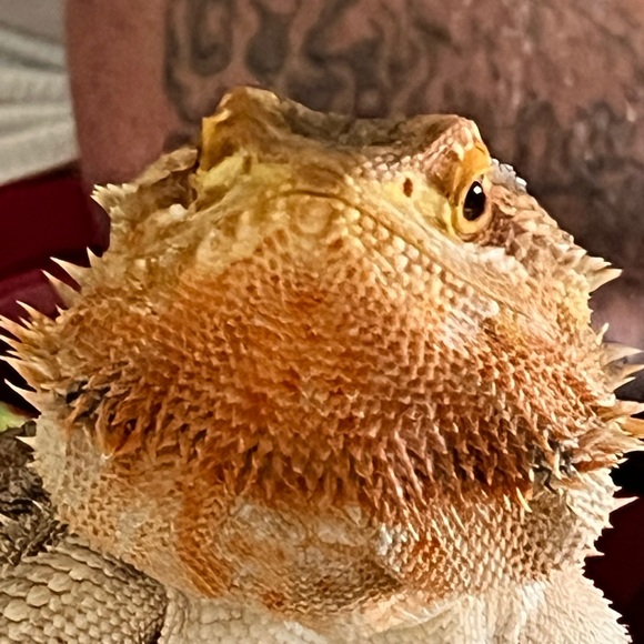 Meet your Posher, Danielle - Picture 2 of 5